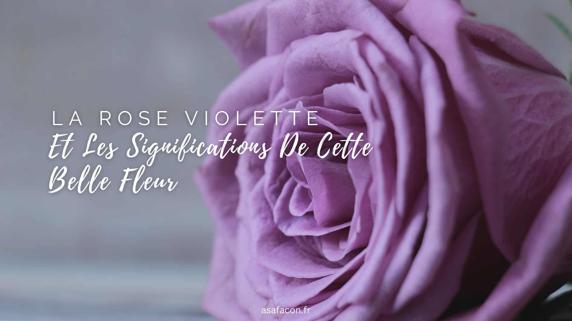 le rose violette